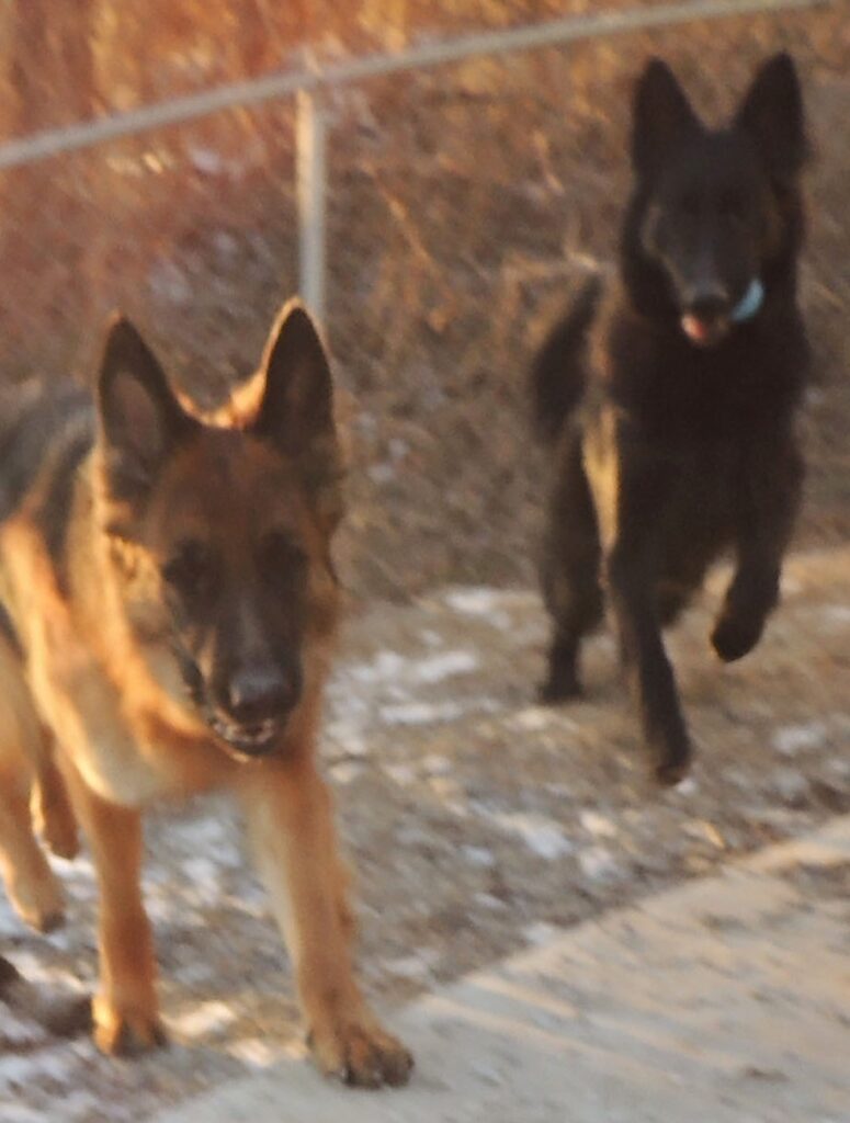 photo of Ruby and Joplin